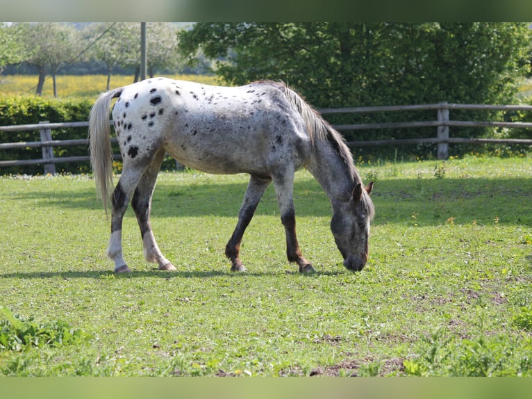 Knabstrupper Mix Giumenta 11 Anni 145 cm Leopard in Durfort Lacapelette