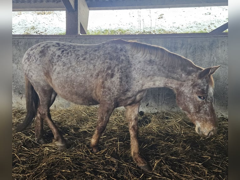 Knabstrupper Giumenta 11 Anni Leopard in Klettgau