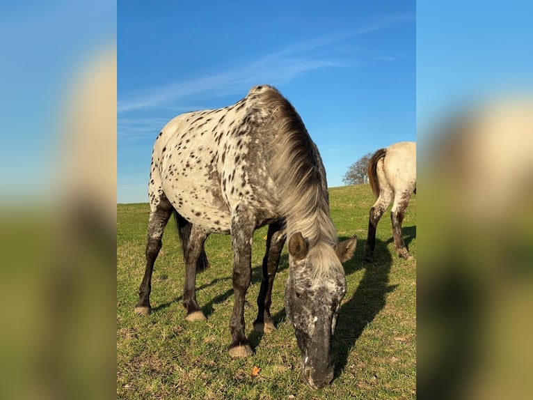 Knabstrupper Giumenta 12 Anni 152 cm Leopard in Mohrkirch
