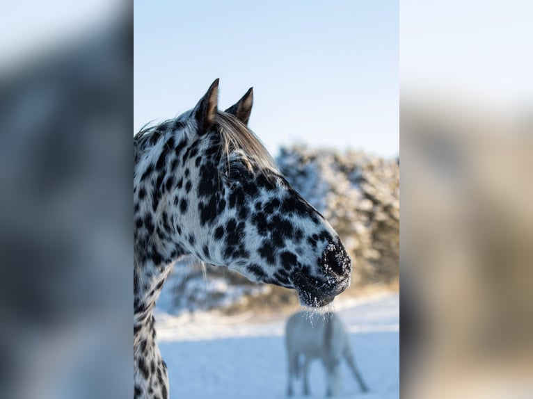 Knabstrupper Giumenta 14 Anni 158 cm Leopard in Fredensborg