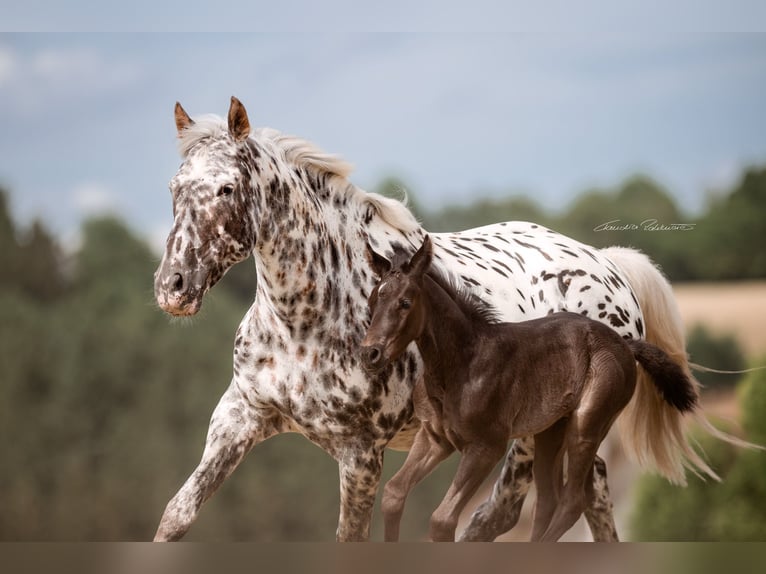 Knabstrupper Giumenta 14 Anni 169 cm Leopard in Moosburg