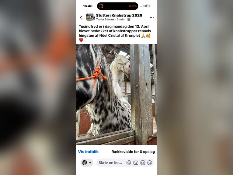 Knabstrupper Giumenta 15 Anni 158 cm Leopard in Fredensborg
