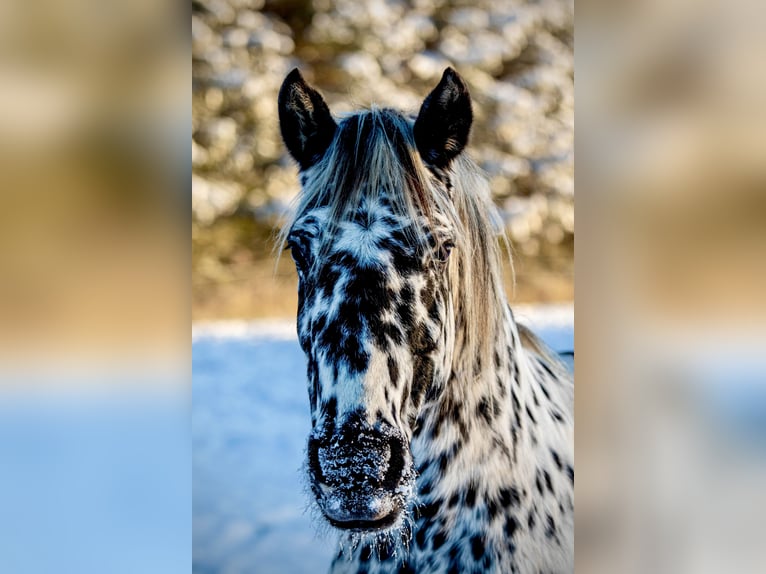 Knabstrupper Giumenta 15 Anni 159 cm Leopard in Fredensborg
