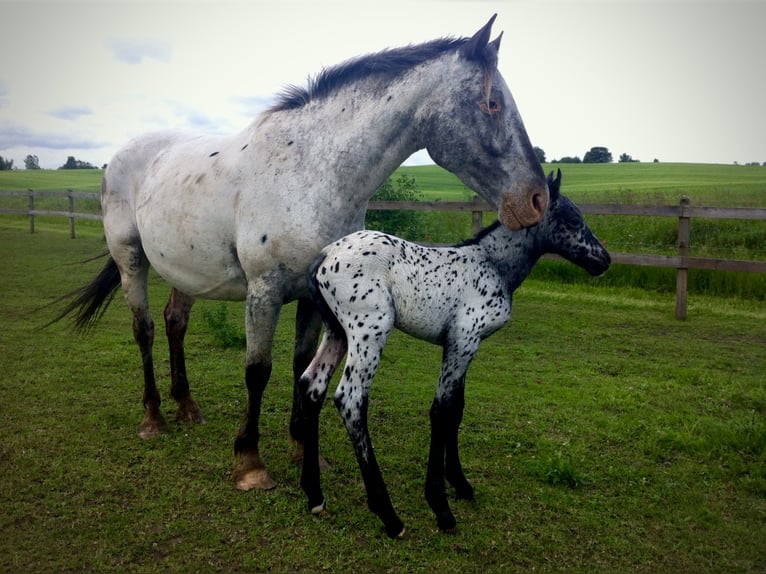 Knabstrupper Giumenta 15 Anni 159 cm Leopard in Fredensborg