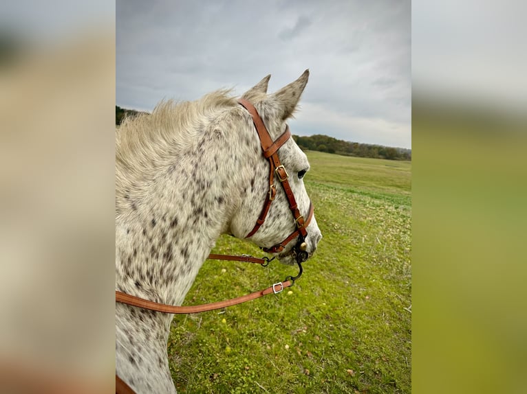 Knabstrupper Giumenta 18 Anni 146 cm Leopard in Fredensborg