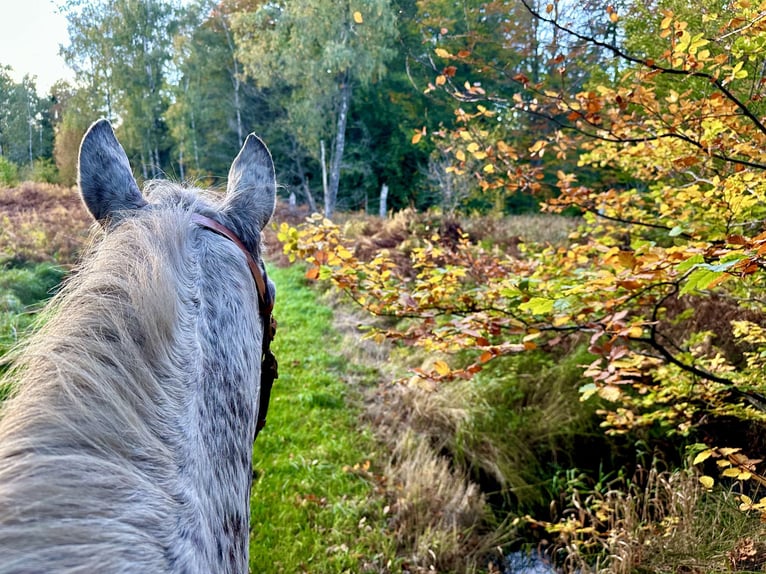 Knabstrupper Giumenta 18 Anni 146 cm Leopard in Fredensborg