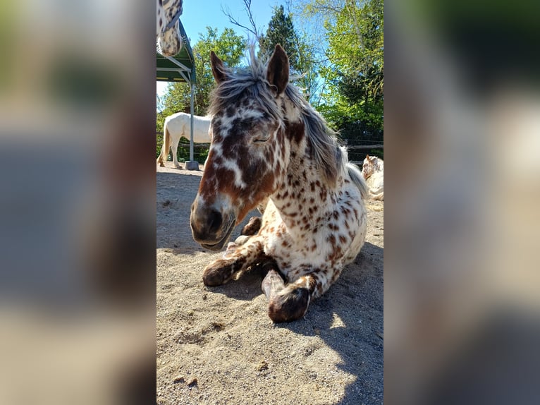 Knabstrupper Giumenta 1 Anno Leopard in Roßhaupten