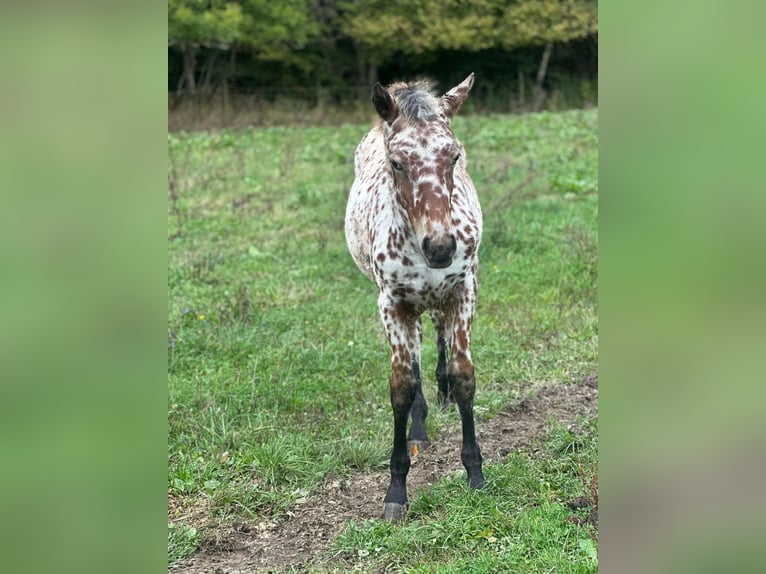 Knabstrupper Giumenta 1 Anno Leopard in Roßhaupten
