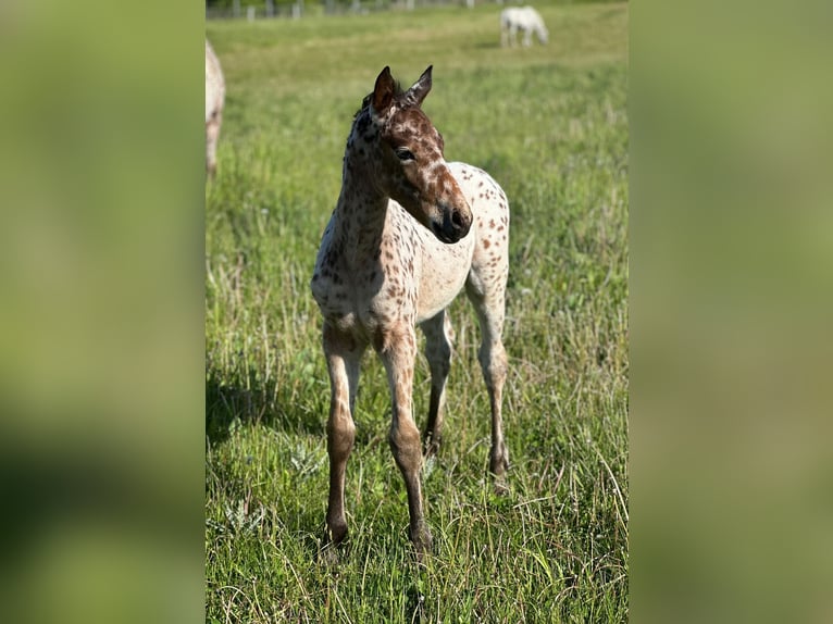 Knabstrupper Giumenta 1 Anno Leopard in Roßhaupten