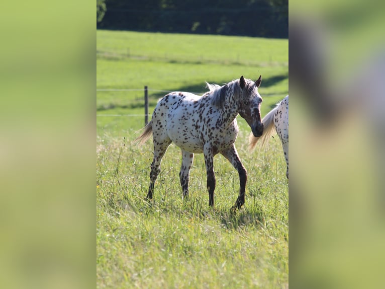 Knabstrupper Giumenta 1 Anno Leopard in Roßhaupten