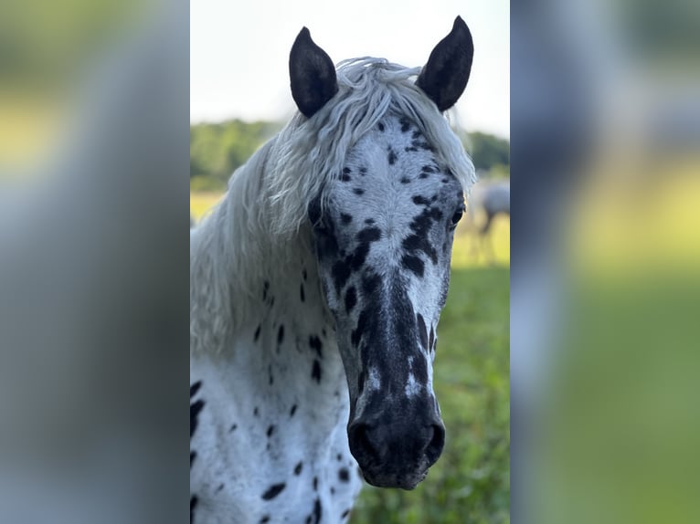 Knabstrupper Giumenta 2 Anni 155 cm Leopard in Sjælland
