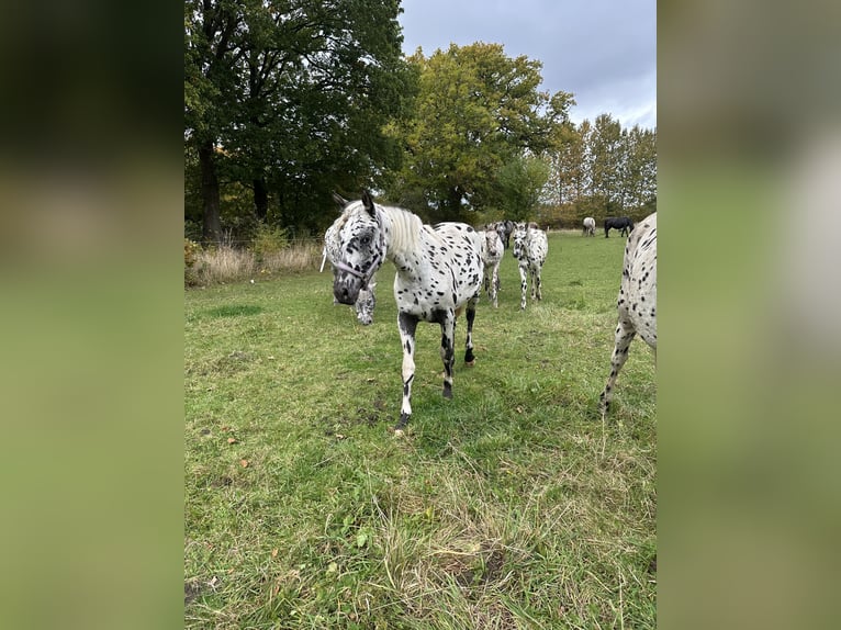 Knabstrupper Giumenta 2 Anni 155 cm Leopard in Sjælland
