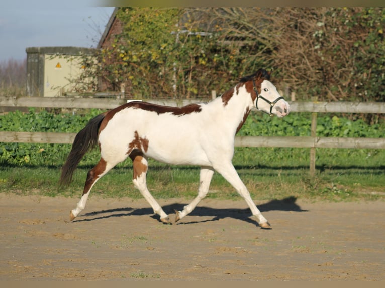 Knabstrupper Giumenta 2 Anni 157 cm Overo-tutti i colori in Lobith