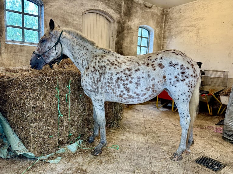 Knabstrupper Giumenta 3 Anni 152 cm Leopard in Fredensborg