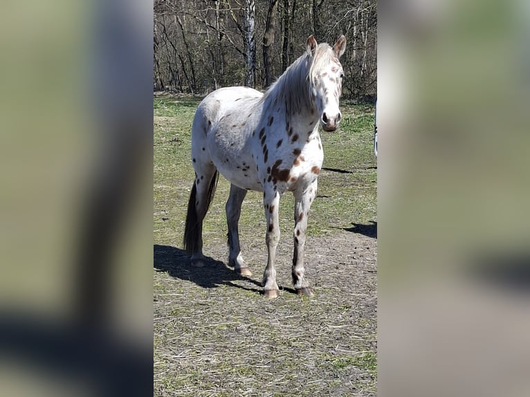 Knabstrupper Giumenta 3 Anni 155 cm Leopard in Hollenstedt