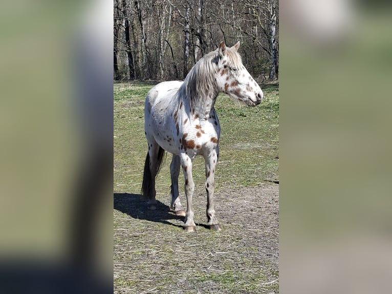 Knabstrupper Giumenta 3 Anni 155 cm Leopard in Hollenstedt