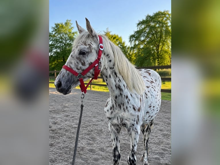 Knabstrupper Giumenta 3 Anni 160 cm Leopard in Flarupholz