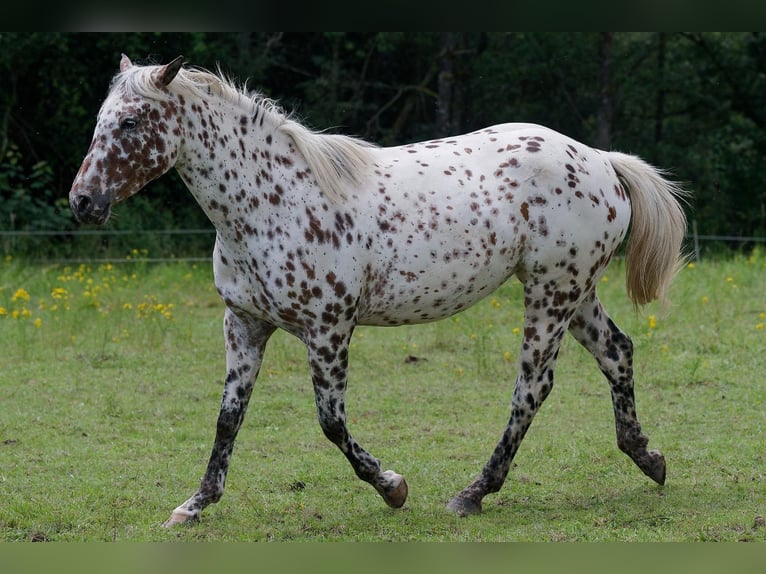 Knabstrupper Giumenta 3 Anni 163 cm Leopard in Winden