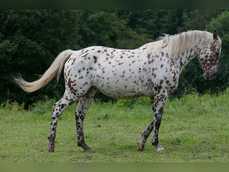 Knabstrupper Giumenta 3 Anni 163 cm Leopard in Winden