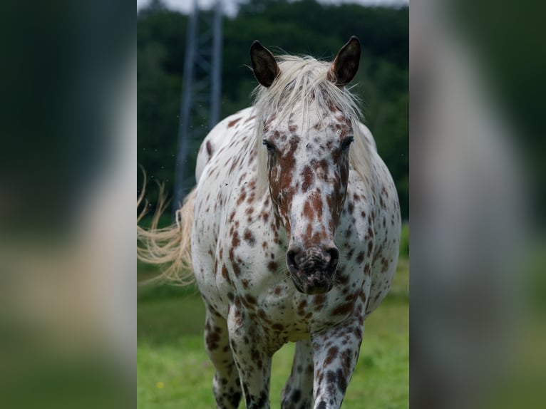 Knabstrupper Giumenta 3 Anni 163 cm Leopard in Winden