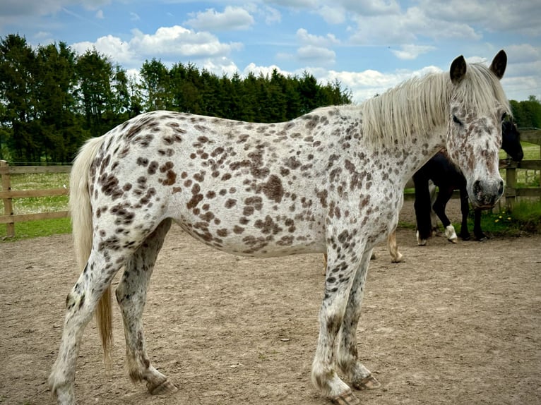 Knabstrupper Giumenta 4 Anni 146 cm Leopard in Fredensborg