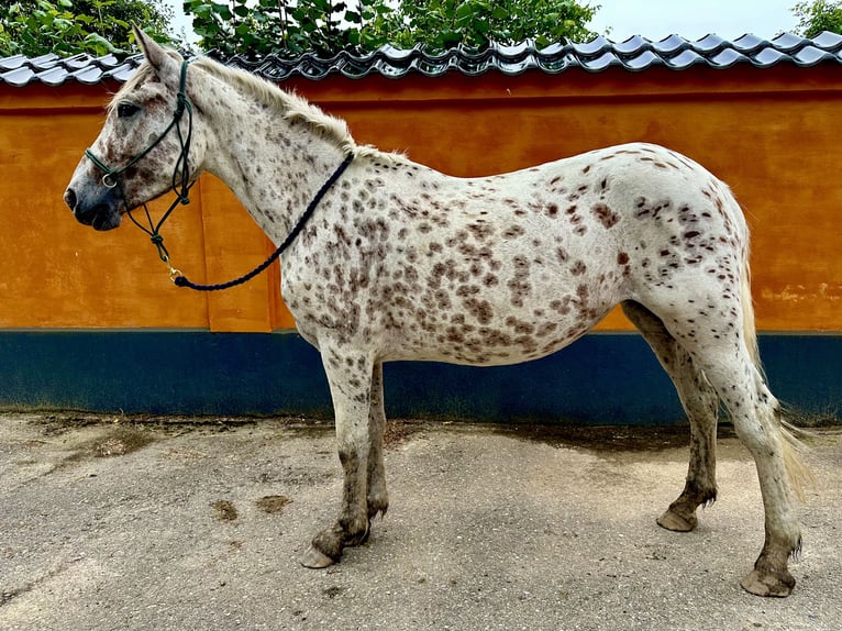 Knabstrupper Giumenta 4 Anni 150 cm Leopard in Fredensborg
