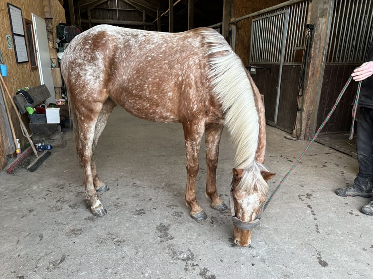 Knabstrupper Mix Giumenta 4 Anni 152 cm in Heide