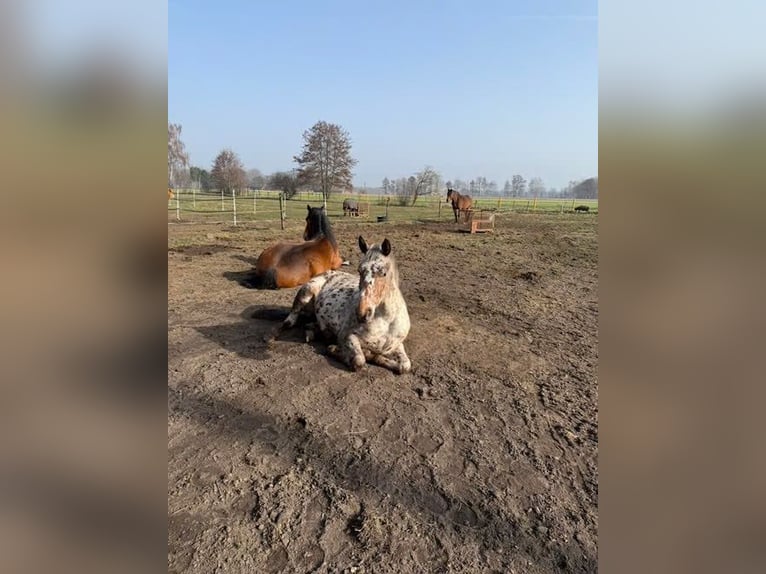 Knabstrupper Giumenta 4 Anni 155 cm Leopard in Nordhorn