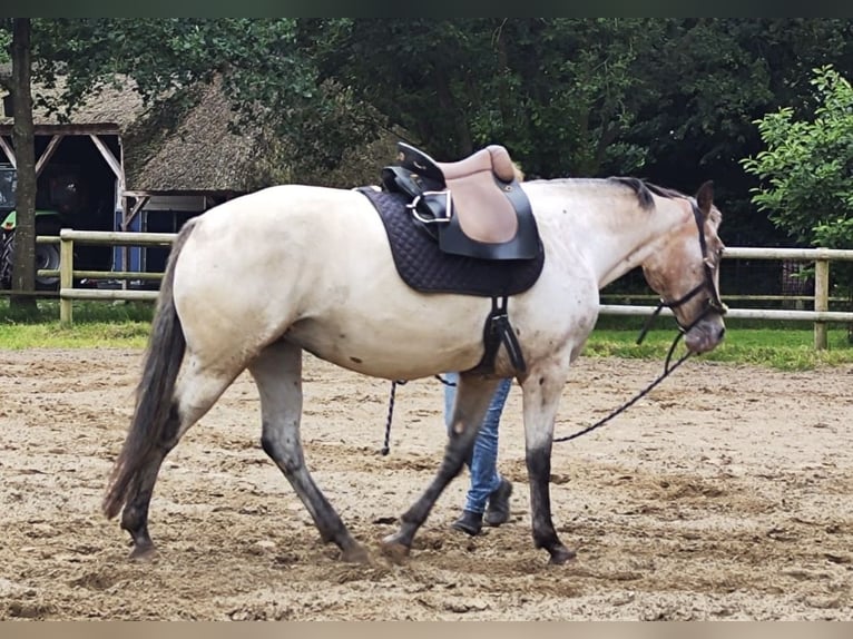 Knabstrupper Giumenta 4 Anni 160 cm Leopard in Rickert