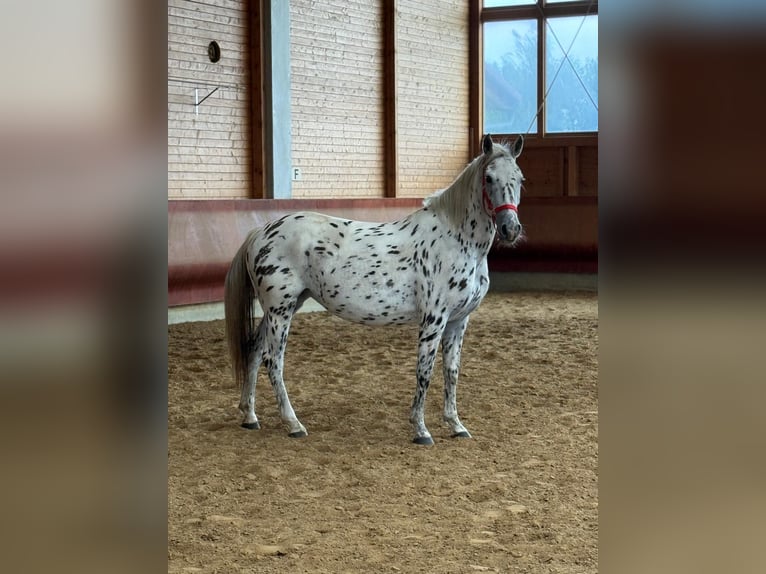 Knabstrupper Giumenta 5 Anni 156 cm Leopard in Achstetten