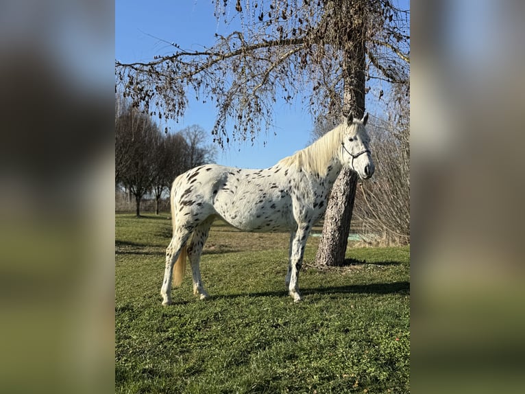 Knabstrupper Giumenta 5 Anni 156 cm Leopard in Achstetten