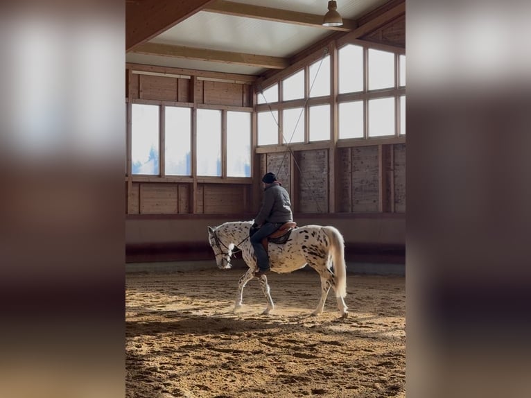 Knabstrupper Giumenta 5 Anni 156 cm Leopard in Achstetten