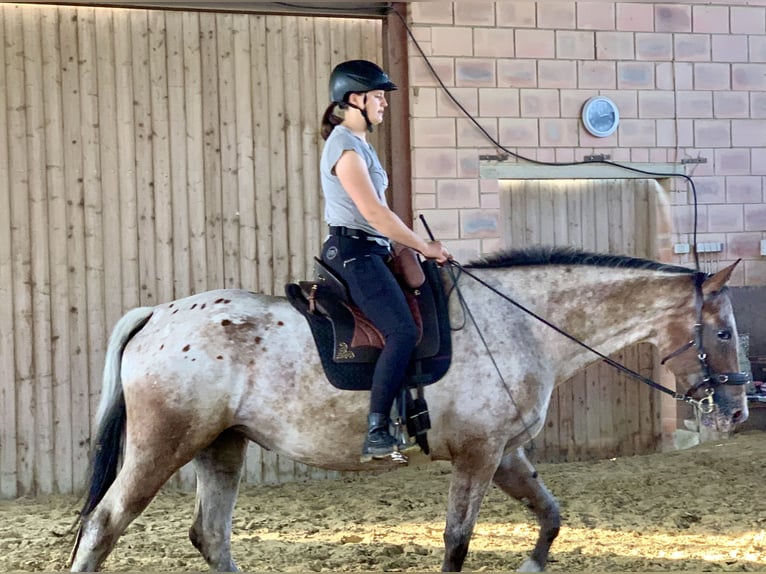 Knabstrupper Giumenta 5 Anni 168 cm Leopard in Marienmünster