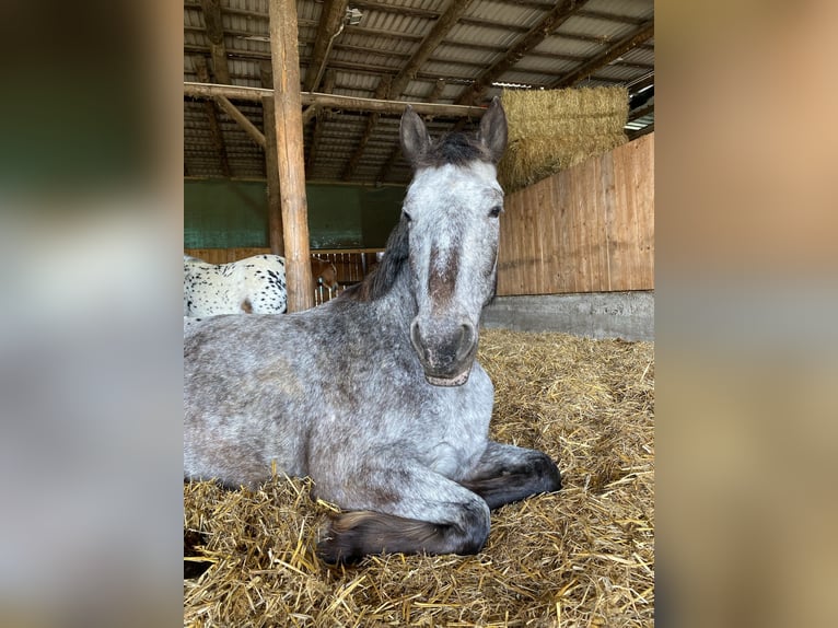 Knabstrupper Mix Giumenta 6 Anni 152 cm in Leverkusen