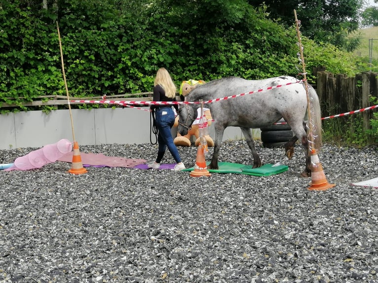 Knabstrupper Mix Giumenta 6 Anni 152 cm in Leverkusen