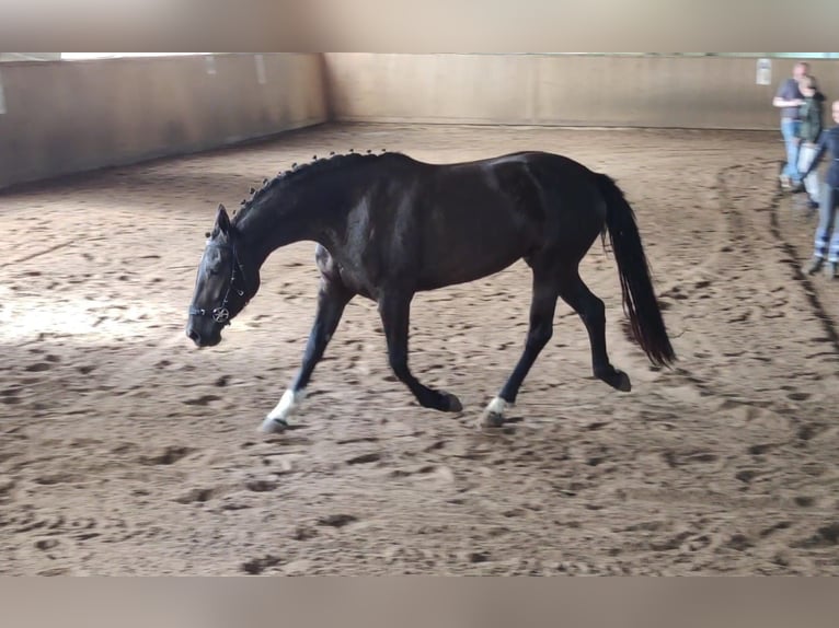 Knabstrupper Giumenta 6 Anni 154 cm Morello in Bad Essen
