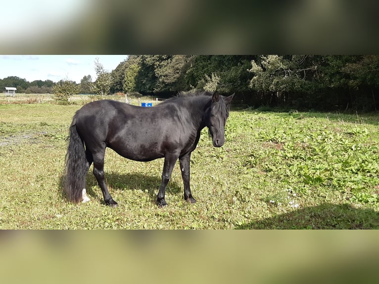 Knabstrupper Giumenta 6 Anni 158 cm Morello in Hollenstedt