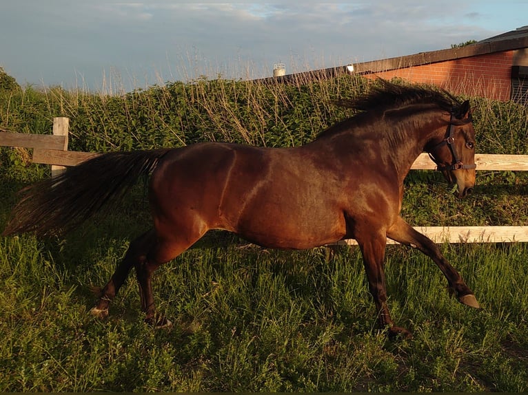 Knabstrupper Giumenta 7 Anni 153 cm Baio scuro in Neustadt