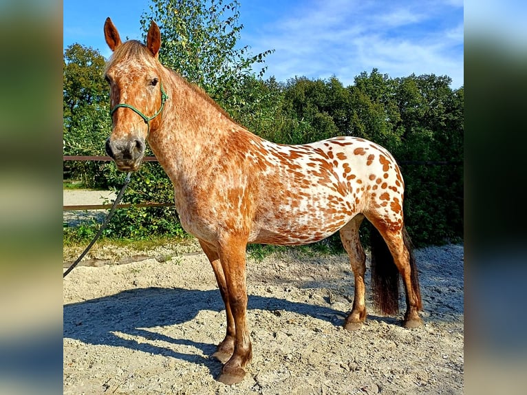 Knabstrupper Mix Giumenta 8 Anni 155 cm Leopard in Amersfoort