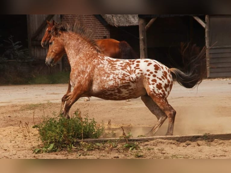 Knabstrupper Mix Giumenta 8 Anni 155 cm Leopard in Amersfoort