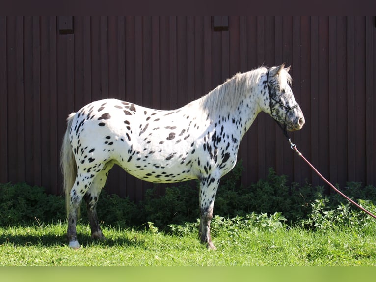 Knabstrupper Giumenta 9 Anni 125 cm Leopard in Roßhaupten