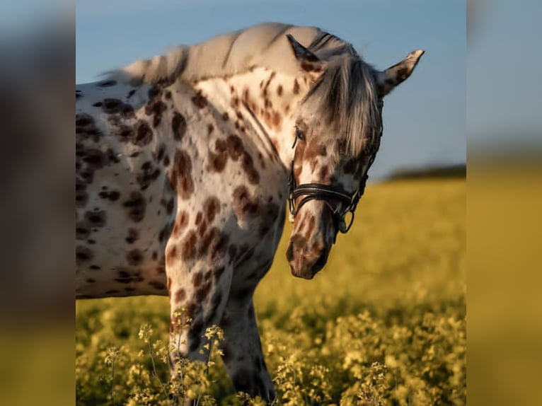 Knabstrupper Giumenta 9 Anni 145 cm Leopard in Naila