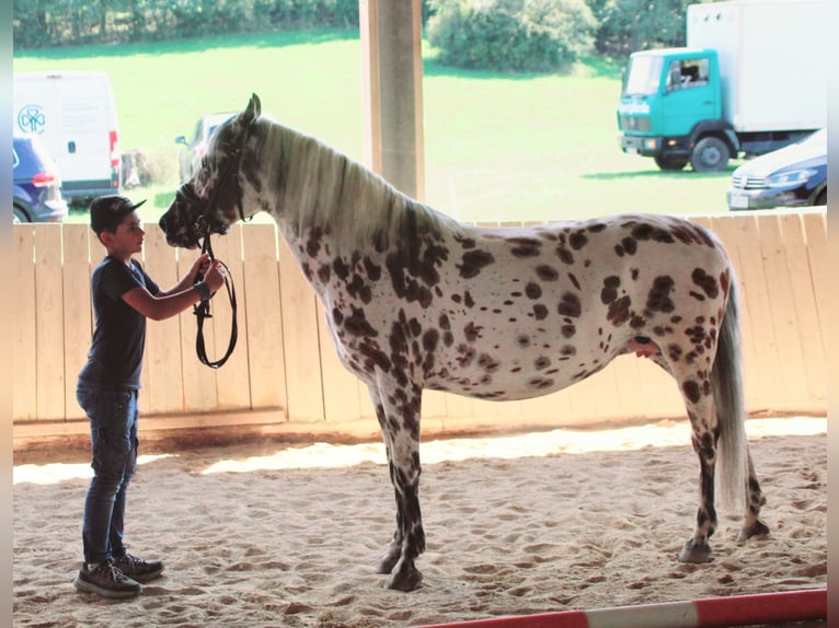 Knabstrupper Giumenta 9 Anni 145 cm Leopard in Naila