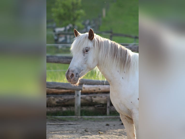 Knabstrupper Giumenta 9 Anni 150 cm Bianco in Roßhaupten