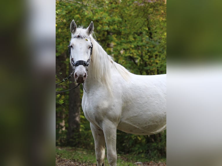 Knabstrupper Giumenta 9 Anni 150 cm Bianco in Ro&#xDF;haupten