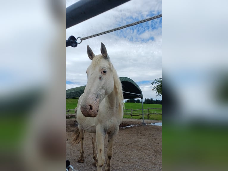 Knabstrupper Giumenta 9 Anni 155 cm Bianco in Ro&#xDF;haupten