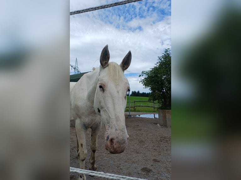 Knabstrupper Giumenta 9 Anni 155 cm Bianco in Ro&#xDF;haupten