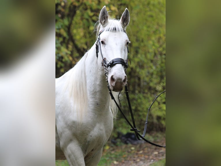 Knabstrupper Giumenta 9 Anni 155 cm Bianco in Ro&#xDF;haupten
