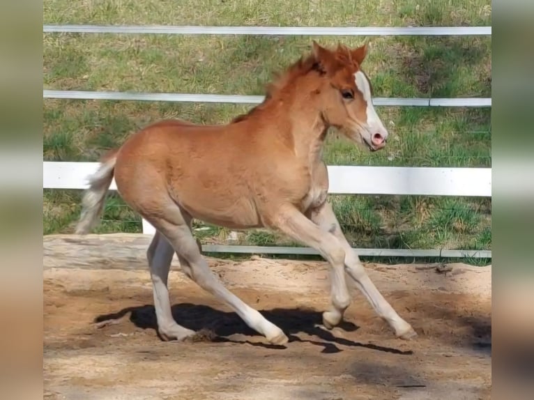 Knabstrupper Giumenta Puledri (02/2026) 140 cm Sauro in Naila