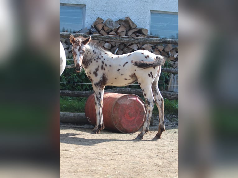 Knabstrupper Giumenta Puledri
 (06/2024) 155 cm Leopard in Roßhaupten